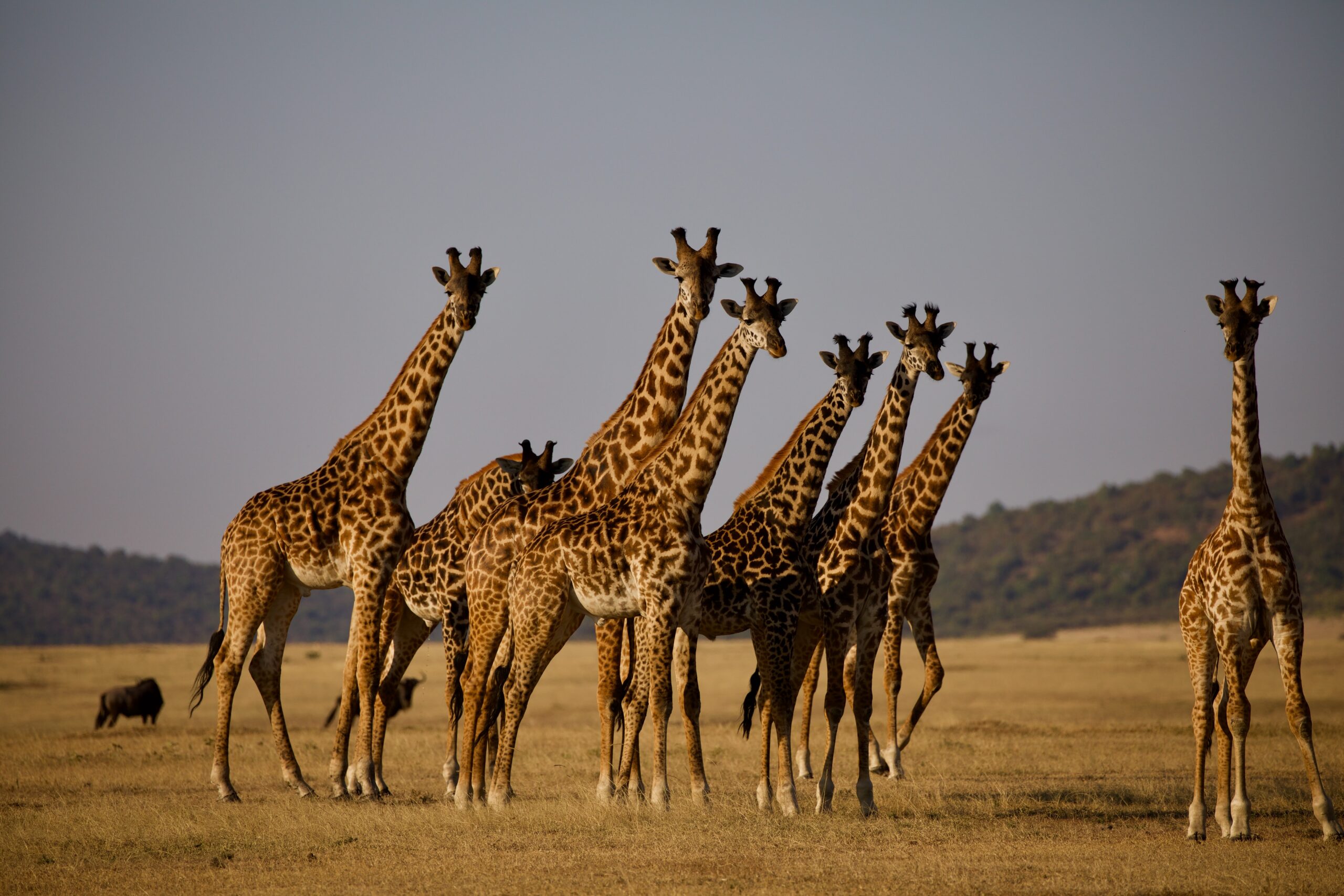 giraffes