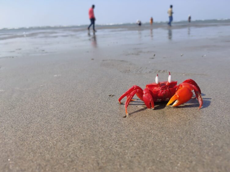 Closeup of a red crab on a beach with people walking in the background.