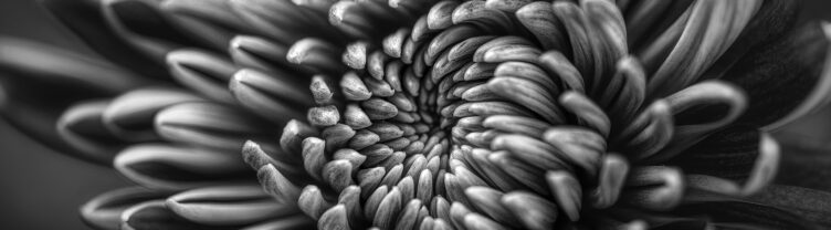 A black and grey image of a chrysanthemum