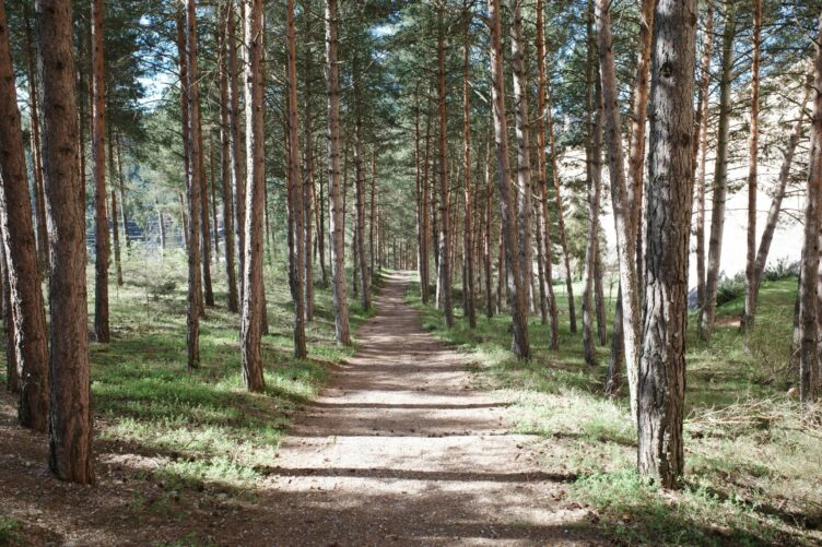 a path through a forest of tall pine trees