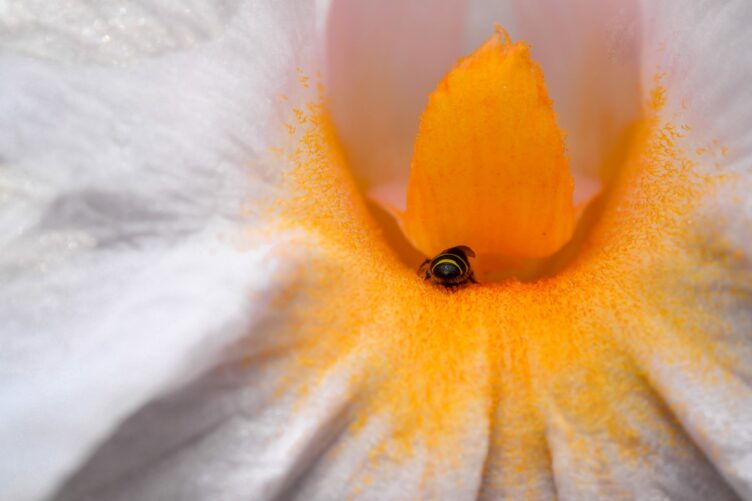 Flower and Honeybee