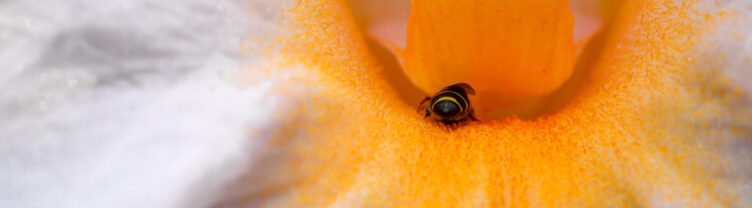 a bee climbs inside a flower