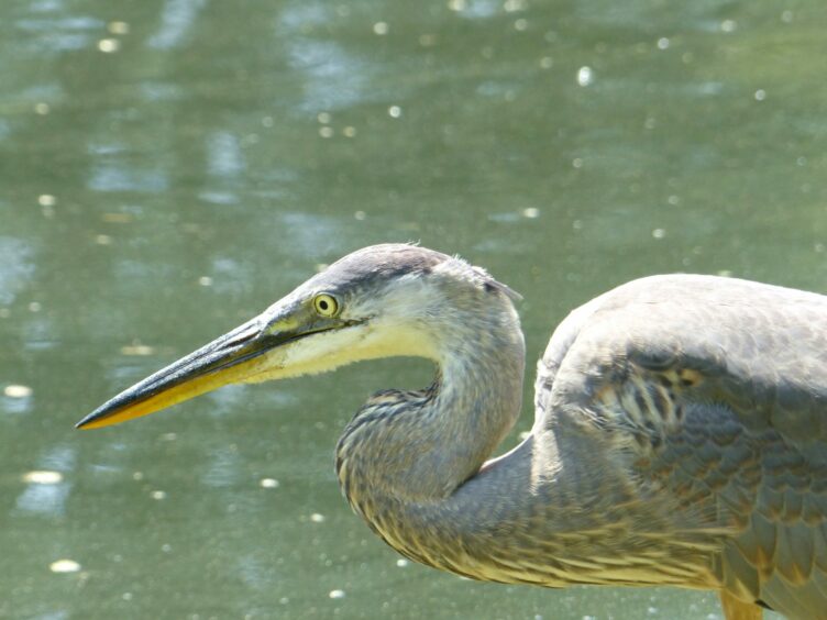 A shore bird stands near a pond.