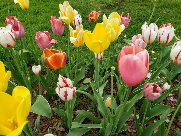 Variety of bright colourful tulips on the edge of lawn.