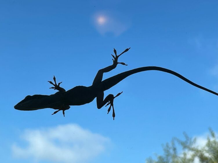 Underside of a lizard on a window with the blue sky in the background. White clouds and a hint of a treetop appears.