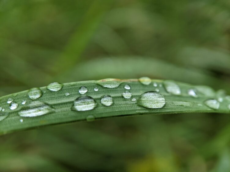 a blade of grass with water droplets on it