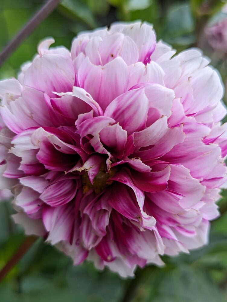 Pink Dahlia close up