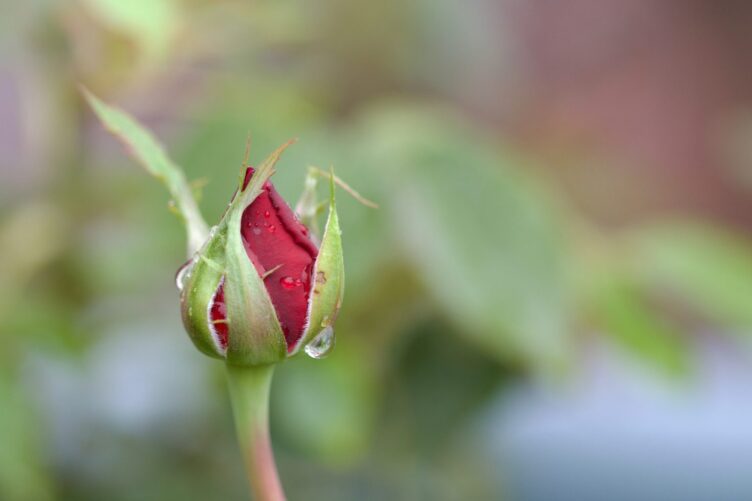 Rose after morning rain