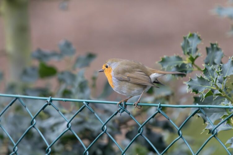 Eurasian Robin on a fence.