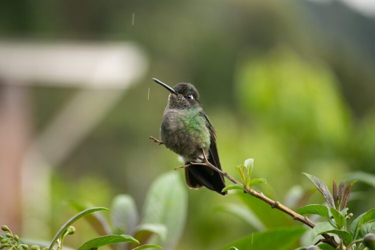 A small hummingbird with green and brown plumage perched on a branch with green leaves, set against a blurred natural background.