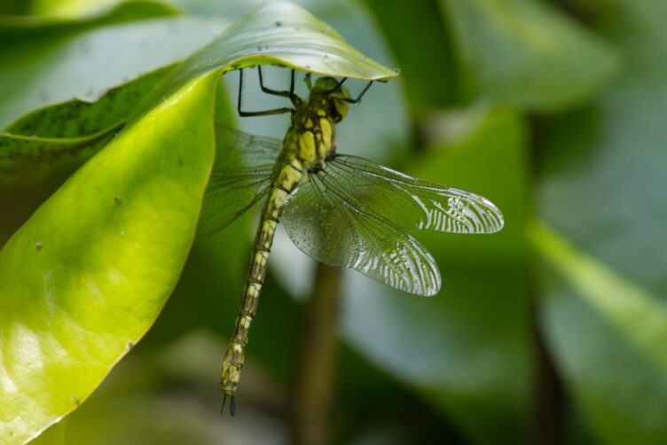 A royal dragonfly prepares for its very first flight. She sits on the underside of a water lily leaf, you can see the details of her body and wings.