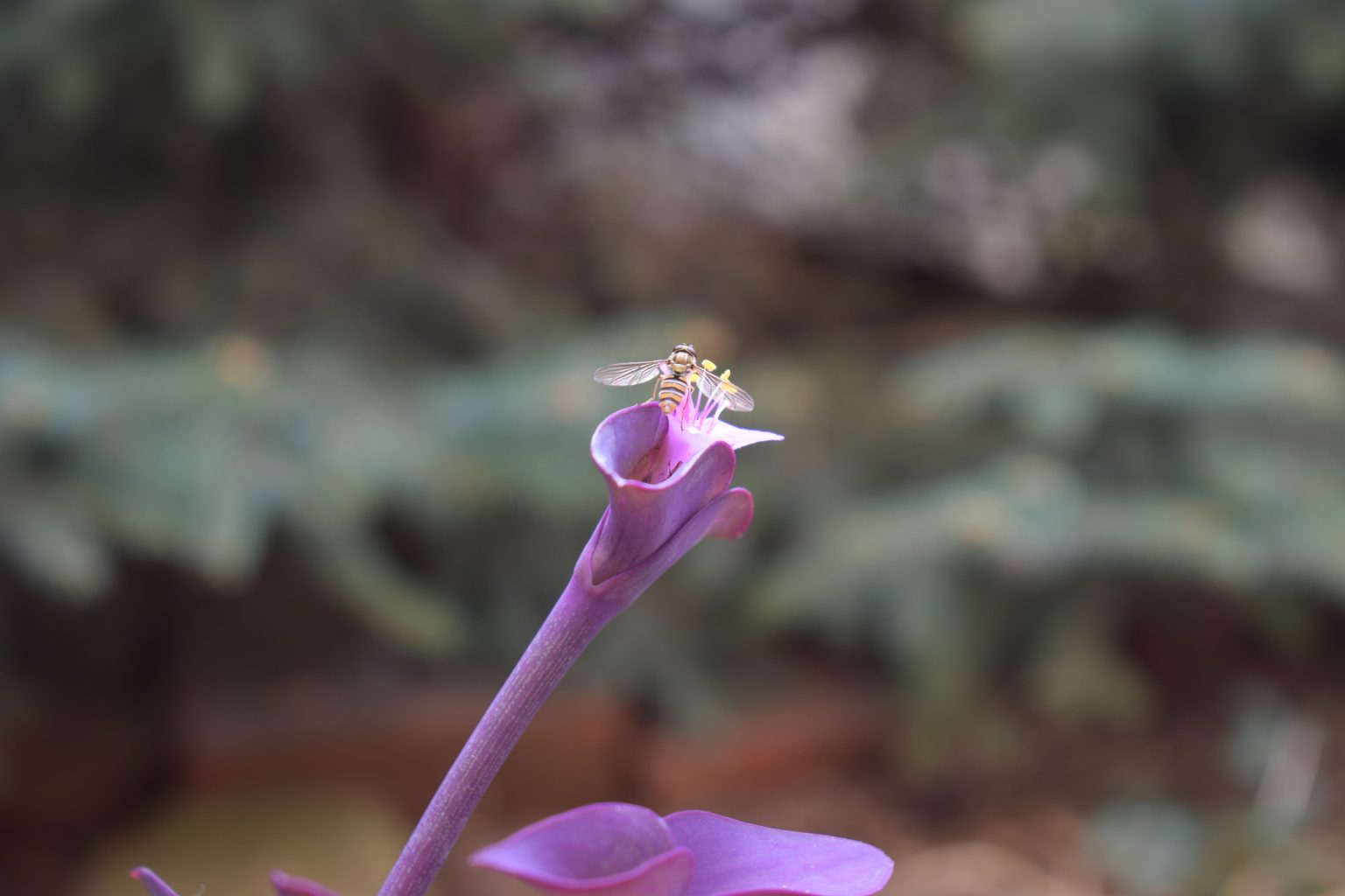 A Hover Fly resting on a purple heart flower.