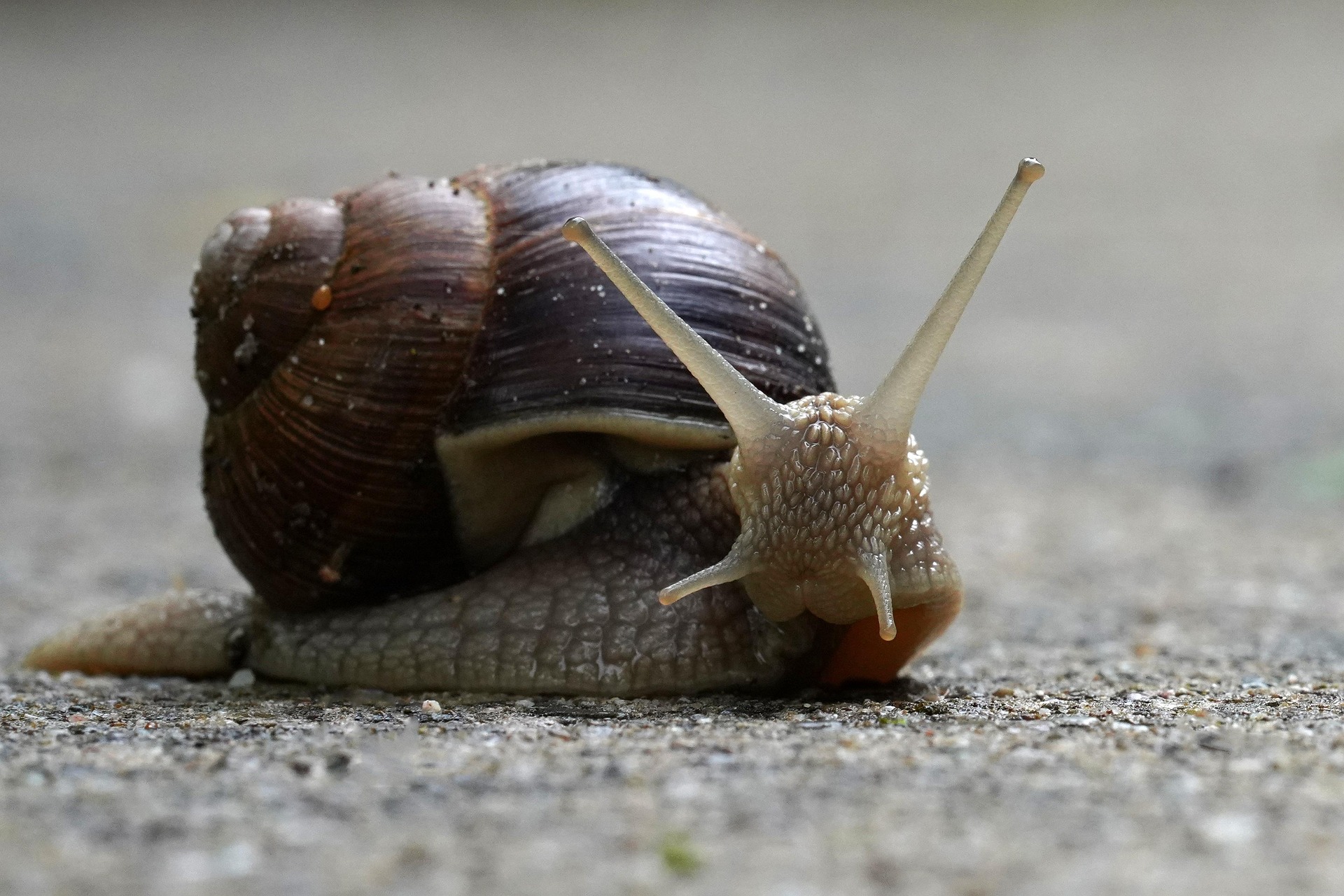 A brown snail on pavement, looking into camera